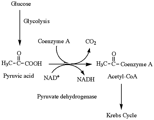 3-ヒドロキシアシルCoAデヒドロゲナーゼ